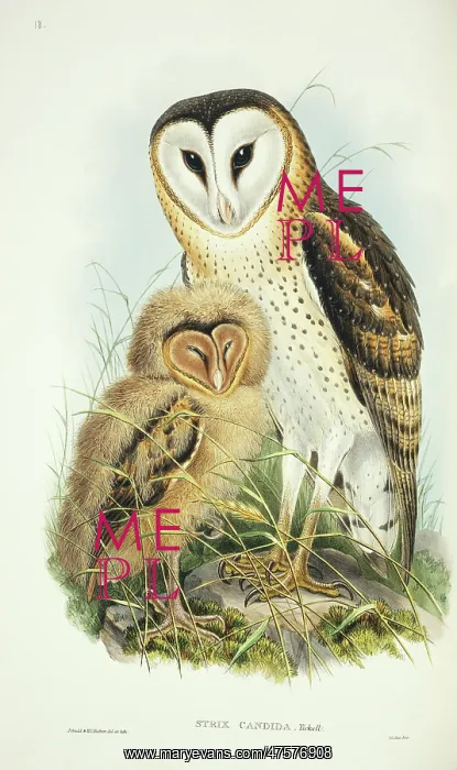: Tyto capensis, grass owl : Tyto capensis, grass owl