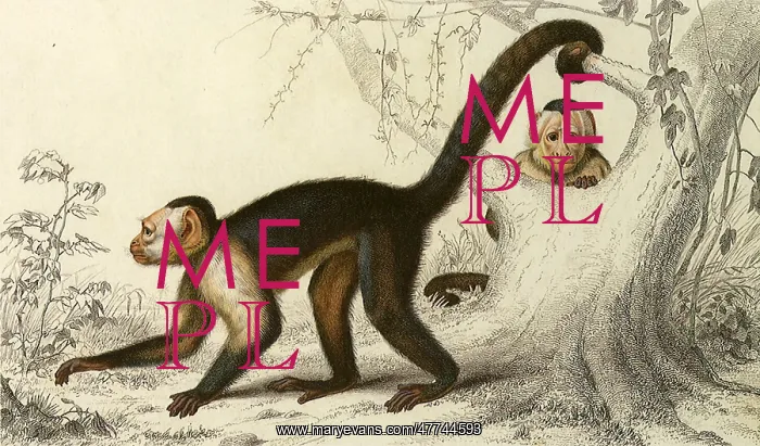  : Uakari (Cebus hypoleucus)