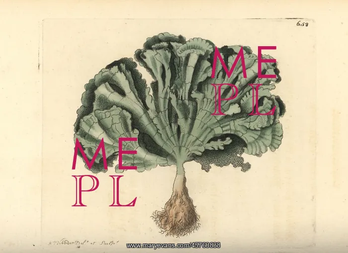 : Udotea flabellum : Udotea flabellum
