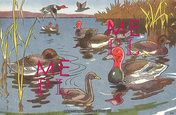  : The Ugly Duckling