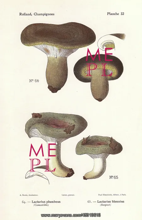 : Ugly milkcap and slimy milkcap : Ugly milkcap and slimy milkcap