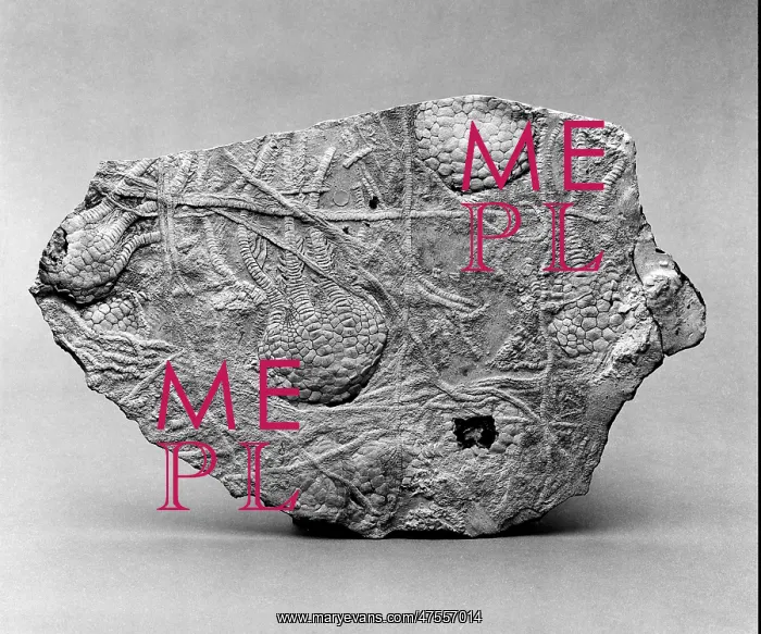 : Uintacrinus, stemless crinoid : Uintacrinus, stemless crinoid