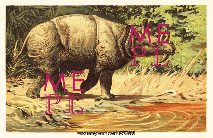 : Uintatherium anceps, extinct herbivorous mammal : Uintatherium anceps, extinct herbivorous mammal