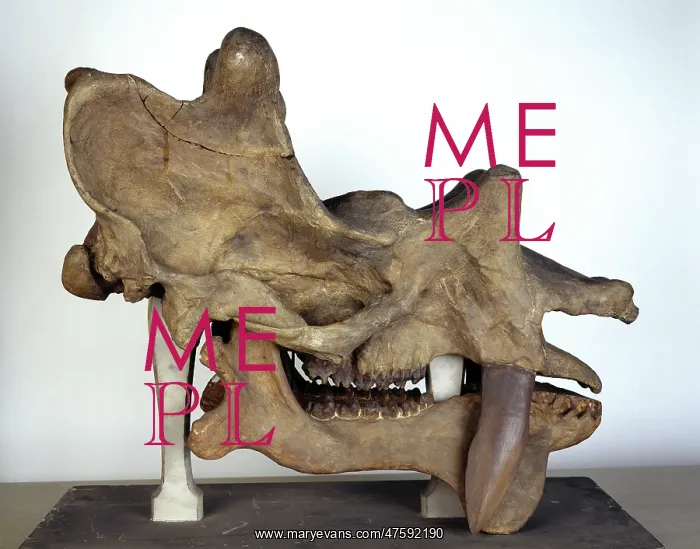 : Uintatherium skull : Uintatherium skull