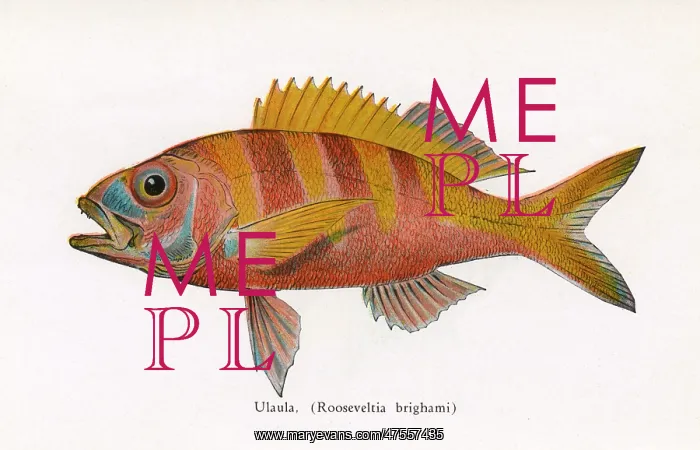  : Ulaula, Fishes of Hawaii