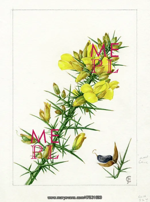 : Ulex europaeus - gorse : Ulex europaeus - gorse