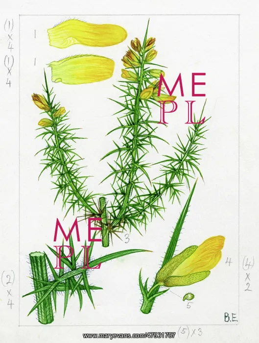 : Ulex gallii - western gorse : Ulex gallii - western gorse