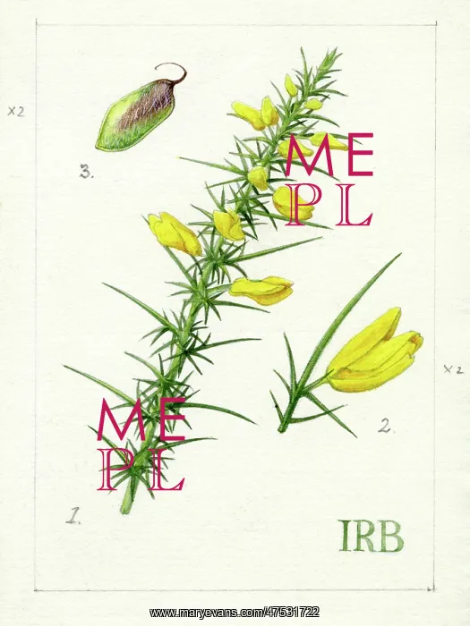 : Ulex minor - dwarf gorse : Ulex minor - dwarf gorse
