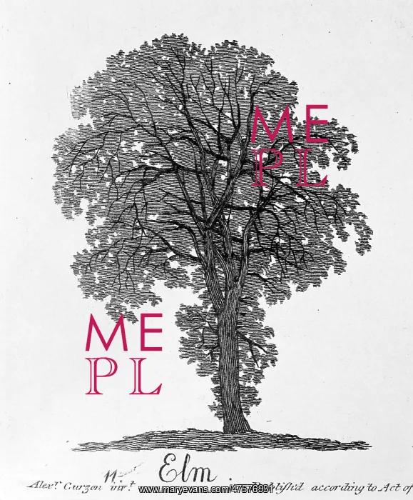 : Ulmus procera, elm : Ulmus procera, elm