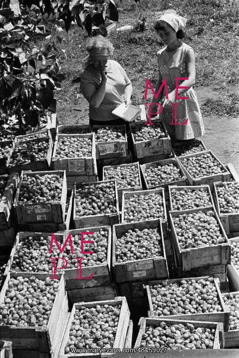 : Ulyanovsky fruit tree nursery state farm : Ulyanovsky fruit tree nursery state farm