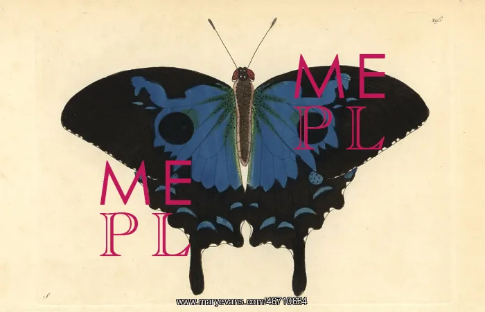 : Ulysses butterfly, Papilio ulysses : Ulysses butterfly, Papilio ulysses
