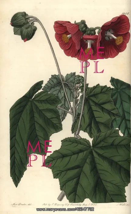 : Umbel-flowered mallow, Phymosia umbellata : Umbel-flowered mallow, Phymosia umbellata