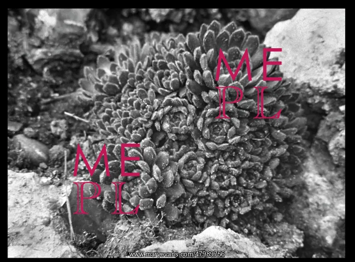 : Umbilicus Chrysanthus (Cotyledon Chrysantha) : Umbilicus Chrysanthus (Cotyledon Chrysantha)