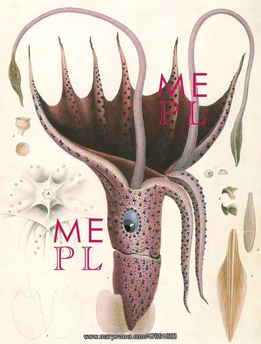  : Umbrella Squid