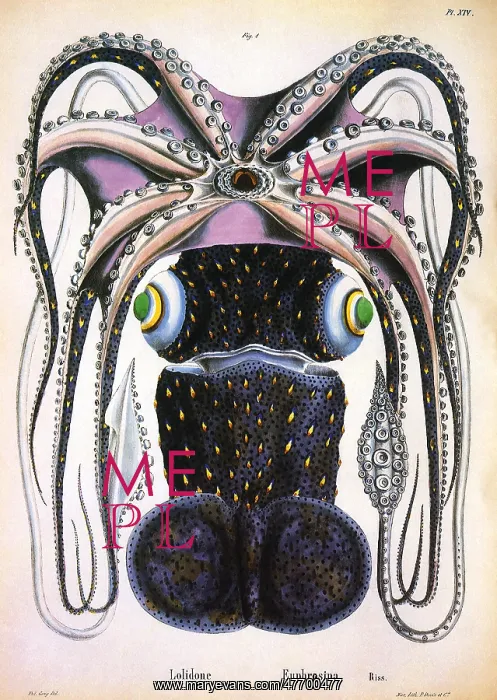  : Umbrella Squid