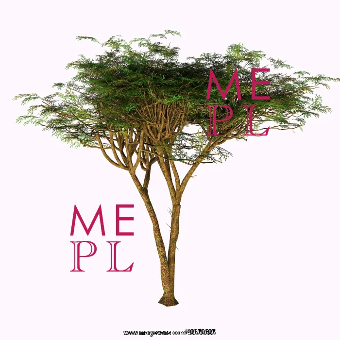 : The umbrella thorn acacia tree on white background : The umbrella thorn acacia tree on white background