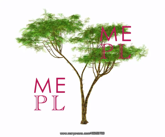: Umbrella thorn acacia tree on white background : Umbrella thorn acacia tree on white background