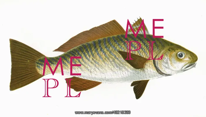 : Umbrina cirrosa : Umbrina cirrosa