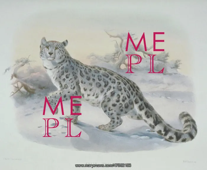 : Uncia uncia, snow leopard : Uncia uncia, snow leopard
