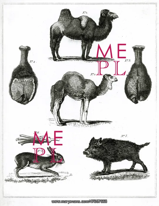 : Unclean Animals Judaism : Unclean Animals Judaism