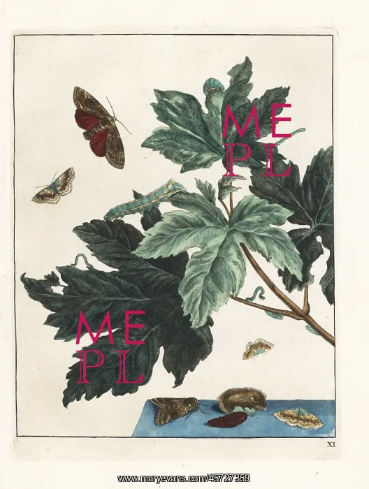 : Underwing moth from Meudon, France, and small : Underwing moth from Meudon, France, and small
