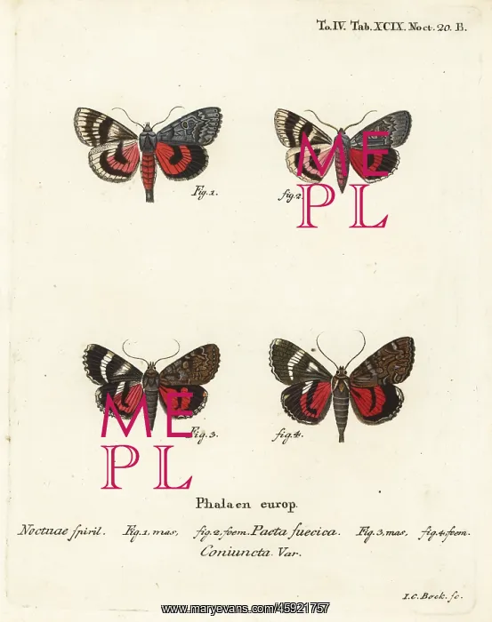 : Underwing moths, Catocala pacta and Catocala coniuncta : Underwing moths, Catocala pacta and Catocala coniuncta