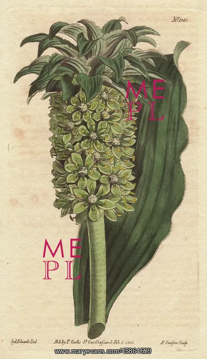 : Undulated-leaved eucomis with green flowers : Undulated-leaved eucomis with green flowers