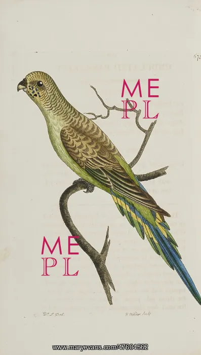 : Undulated parakeet : Undulated parakeet