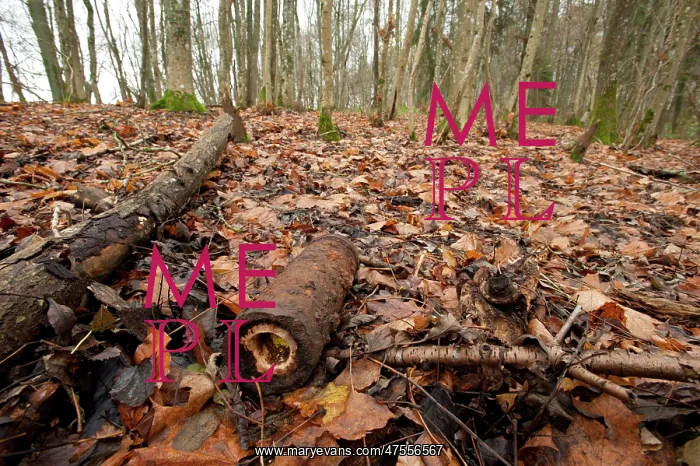 : Unexploded shell on the Cote de Chatillon, Argonne : Unexploded shell on the Cote de Chatillon, Argonne