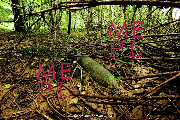 : Unexploded shell in a woodland setting - Somme battlefield : Unexploded shell in a woodland setting - Somme battlefield