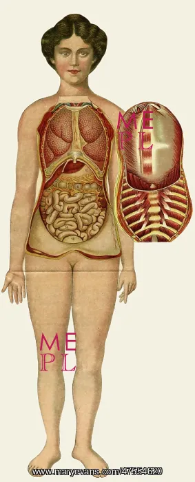 : Unfolding female anatomy : Unfolding female anatomy