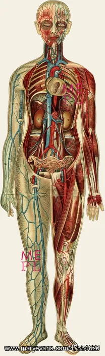 : Unfolding female anatomy : Unfolding female anatomy