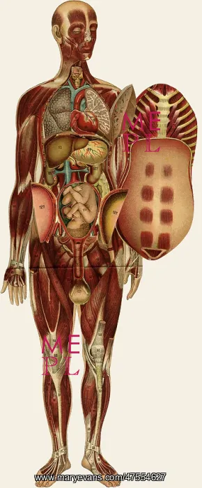 : Unfolding female anatomy : Unfolding female anatomy