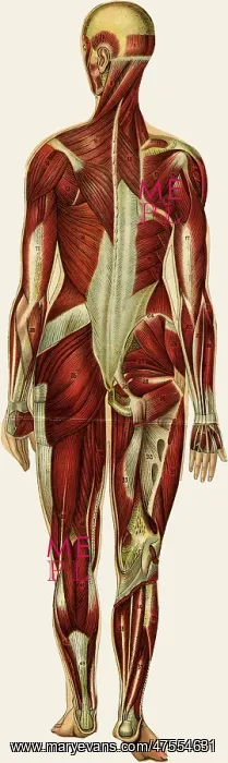  : Unfolding female anatomy