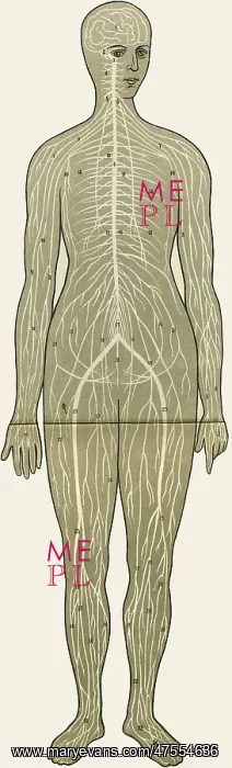  : Unfolding female anatomy