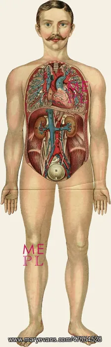 : Unfolding male anatomy : Unfolding male anatomy