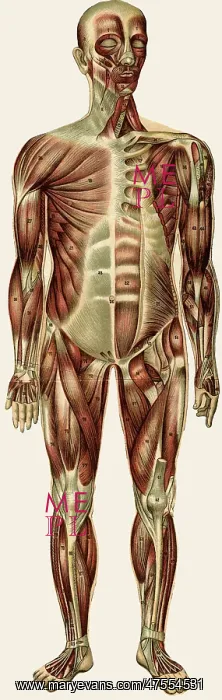 : Unfolding male anatomy : Unfolding male anatomy