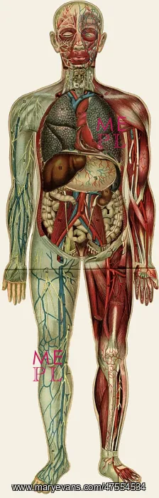 : Unfolding male anatomy : Unfolding male anatomy