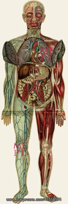 : Unfolding male anatomy : Unfolding male anatomy