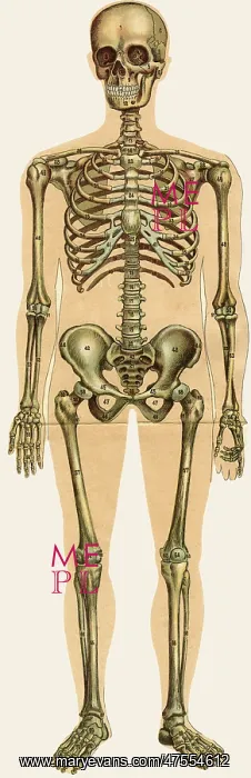 : Unfolding male anatomy : Unfolding male anatomy