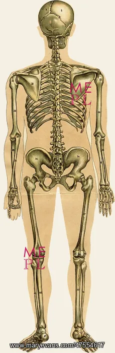 : Unfolding male anatomy : Unfolding male anatomy