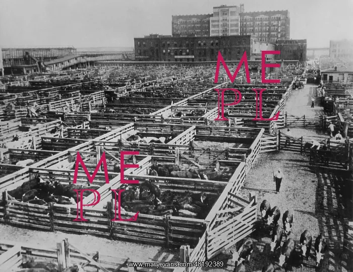 : Union Stockyards in Chicago, 1938 : Union Stockyards in Chicago, 1938