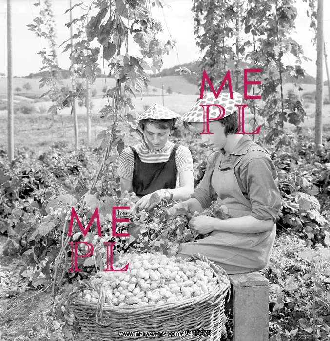 : United Agricultural Cooperative - hops picking : United Agricultural Cooperative - hops picking