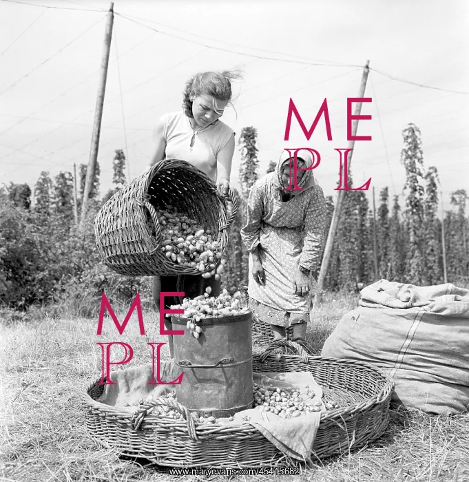 : United Agricultural Cooperative - hops picking : United Agricultural Cooperative - hops picking