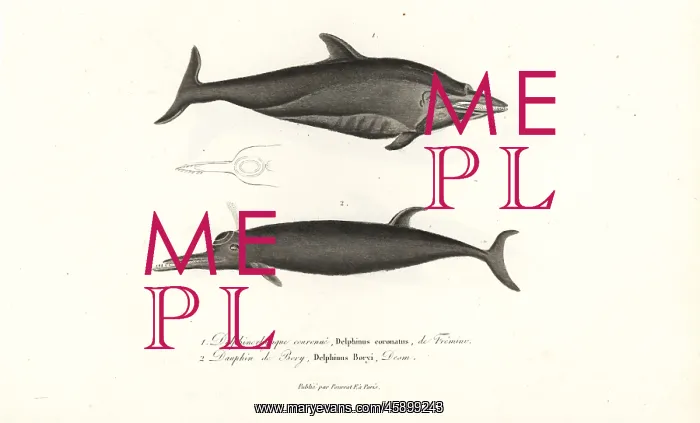 : Unknown dolphin species : Unknown dolphin species
