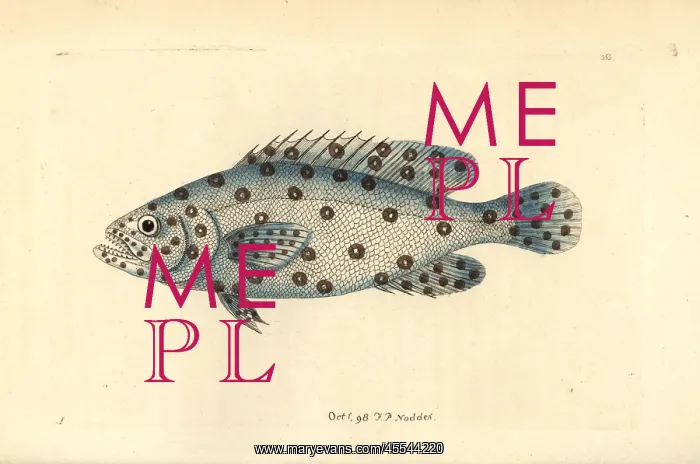 : Unknown or extinct species of grouper fish, Anthias argus : Unknown or extinct species of grouper fish, Anthias argus