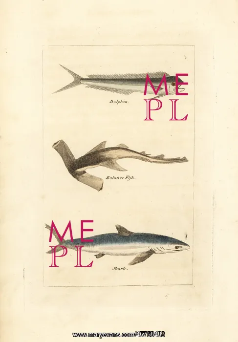 : Unknown fish, hammerhead and blue shark : Unknown fish, hammerhead and blue shark