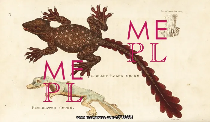 : Unknown gecko species and giant leaf-tailed gecko : Unknown gecko species and giant leaf-tailed gecko