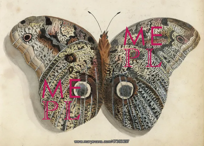 : Unknown Species of Moth : Unknown Species of Moth