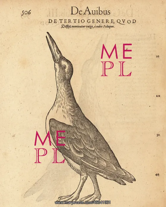 : Unknown species of water hen : Unknown species of water hen